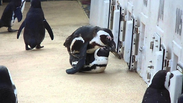 Brillenpinguine Paarung / African Penguins Copulation | Bild: PinguinWissen (via YouTube)