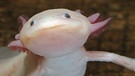 Axolotl | Bild: picture-alliance/ ZB