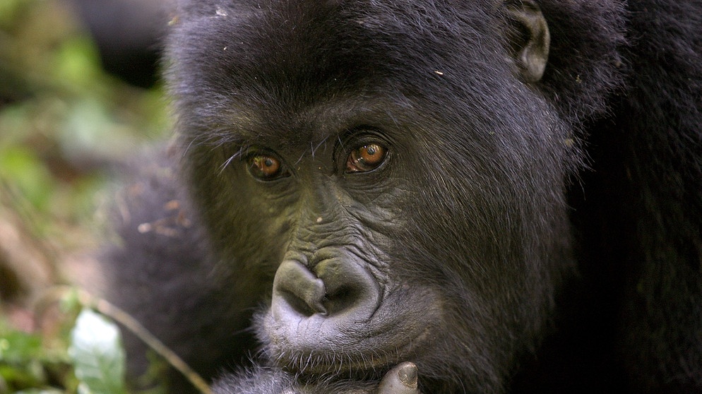 Berggorilla in Ruanda | Bild: picture-alliance/dpa