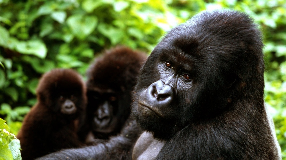 Berggorillas im Virunga Nationalpark (Kongo) | Bild: picture-alliance/dpa