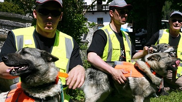 Finnische Bärensuchhunde im Juni 2006 auf der Suche nach Braunbär Bruno. | Bild: picture-alliance/dpa