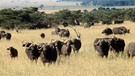 Büffel in der Serengeti | Bild: picture-alliance/dpa