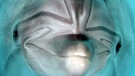 Ein Delfin im Moskauer Delfinarium | Bild: picture-alliance/dpa