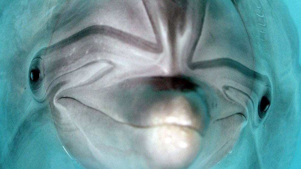 Ein Delfin im Moskauer Delfinarium | Bild: picture-alliance/dpa