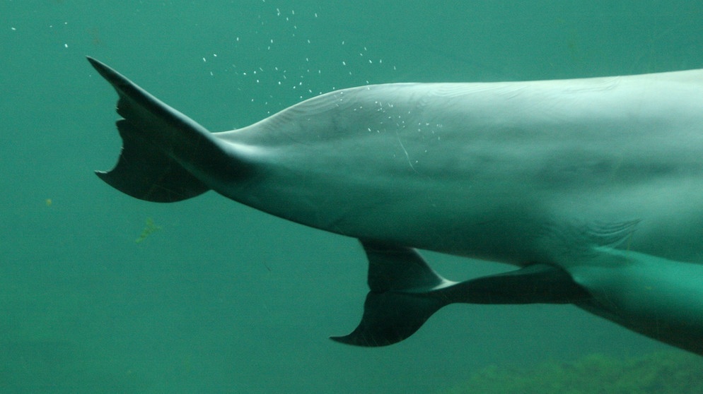 Delfin: Geburt eines Delfins in einem niederländischen Zoo, 2008 | Bild: picture-alliance/dpa