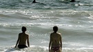 Delfin: Delfine ziehen bei Malibu nah am Strand an den Touristen vorbei. | Bild: picture-alliance/dpa
