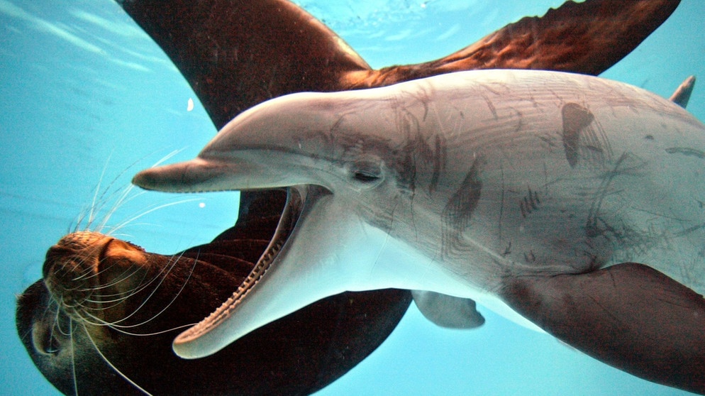 Delfin und Seelöwe im Nürnberger Delfinarium (2003) | Bild: picture-alliance/dpa