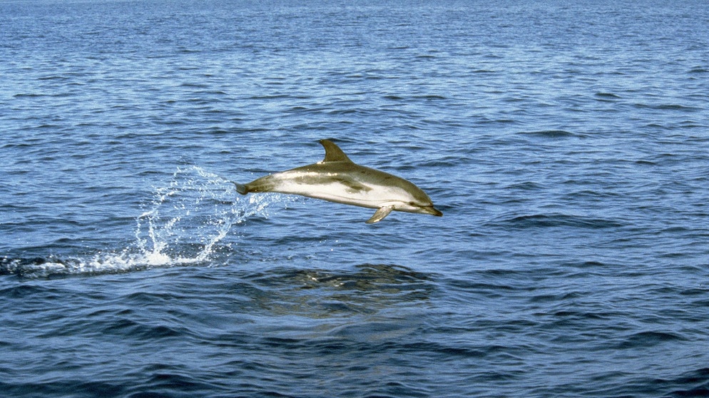 Ein springender Streifendelfin im Mittelmeer bei Italien. Undatiert. | Bild: picture-alliance/dpa