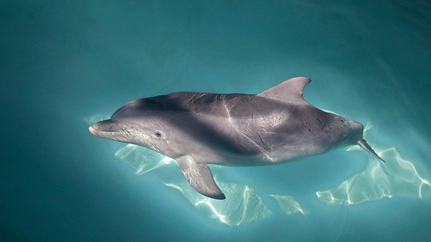 Delfin im Moskauer Delfinarium | Bild: picture-alliance/dpa