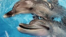 Delfin:  Zwei Delfine im Ocean Park in Hongkong  | Bild: picture-alliance/dpa