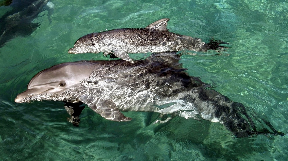 Delfin: Ein Delfin und sein Junges schwimmen im Dolfin Reef Beach in Eilat | Bild: picture-alliance/dpa
