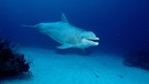 Delfin: Ein Großtümmler im Indischen Ozean, aufgenommen bei den Malediven.  | Bild: picture-alliance/dpa
