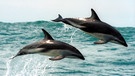 Delfin: Zwei Delfine "fliegen" über den Pazifischen Ozean (2000) bei Neuseeland | Bild: picture-alliance/dpa