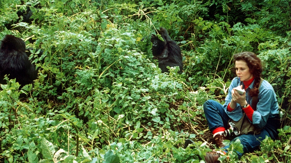 "Gorillas im Nebel": im Film spielt Sigorney Weaver die Forscherin Diane Fossey | Bild: picture-alliance/dpa