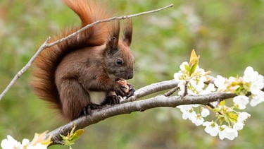 Eichhörnchen auf einem blühenden Zweig | Bild: dpa-Bildfunk/Bernd von Jutrczenka