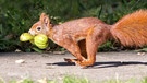 Eichhörnchen mit Futter im Maul - aufgenommen von der Eichhörnchen-Fotografin Margret Brackhan. | Bild: NDR Screenshot
