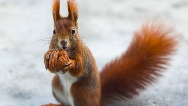 Eichhörnchen mit Nuss | Bild: IMAGO / NurPhoto