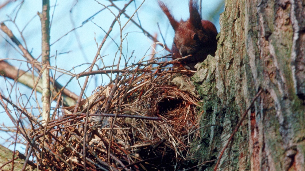 Ein Europäisches Eichhörnchen über seinem Kobel in einem Baum. | Bild: picture-alliance/Wildlife