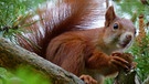 Rotes Europäisches Eichhörnchen (Sciurus vulgaris) | Bild: picture-alliance/dpa