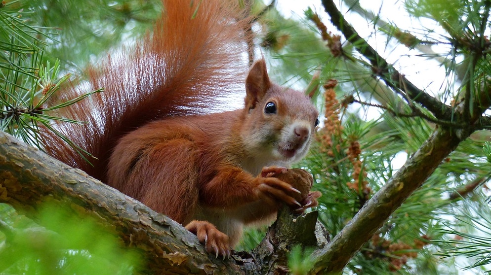 Rotes Europäisches Eichhörnchen (Sciurus vulgaris) | Bild: picture-alliance/dpa