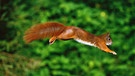 Rotes Europäisches Eichhörnchen (Sciurus vulgaris) im Sprung | Bild: picture-alliance/Okapia