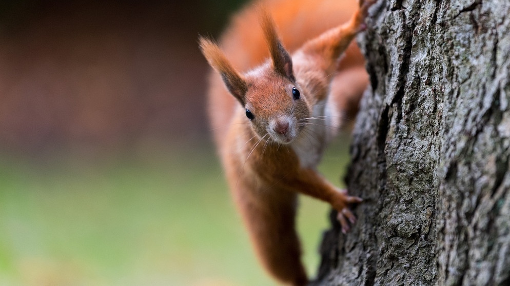 Rotes Europäisches Eichhörnchen (Sciurus vulgaris) klettert am Baum | Bild: picture-alliance/dpa/ Monika Skolomowska