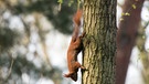 Rote Eichhörnchen mit Ohrenpinsel in Aktion: Kopfüber den Baumstamm nach unten | Bild: picture-alliance/dpa
