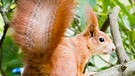 Rote Eichhörnchen mit Ohrenpinsel in Aktion: Der buschige Schwanz dient der Balance | Bild: picture-alliance/dpa