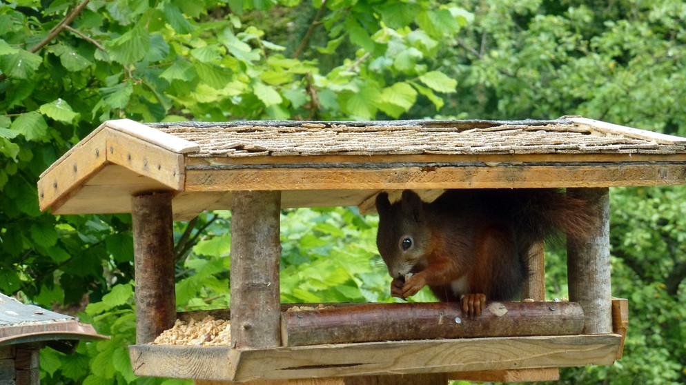 Rotes Europäisches Eichhörnchen (Sciurus vulgaris) sucht Futter im Vogelhaus | Bild: picture-alliance/dpa