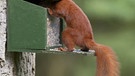 Rotes Europäisches Eichhörnchen (Sciurus vulgaris) klettert in Futterkasten. | Bild: picture-alliance/blickwinkel/F. Hecker