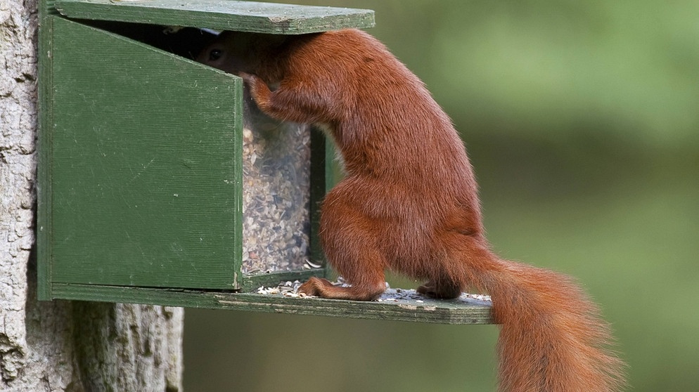 Rotes Europäisches Eichhörnchen (Sciurus vulgaris) klettert in Futterkasten. | Bild: picture-alliance/blickwinkel/F. Hecker
