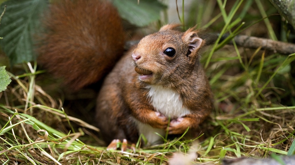 Rotes Europäisches Eichhörnchen (Sciurus vulgaris) in seinem Kobel mit Haselnuss im Maul | Bild: picture-alliance/Anka Agency