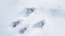 Spuren im Schnee eines roten Europäischen Eichhörnchens (Sciurus vulgaris) | Bild: picture-alliance/blickwinkel/ F. Hecker