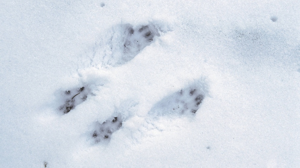Spuren im Schnee eines roten Europäischen Eichhörnchens (Sciurus vulgaris) | Bild: picture-alliance/blickwinkel/ F. Hecker