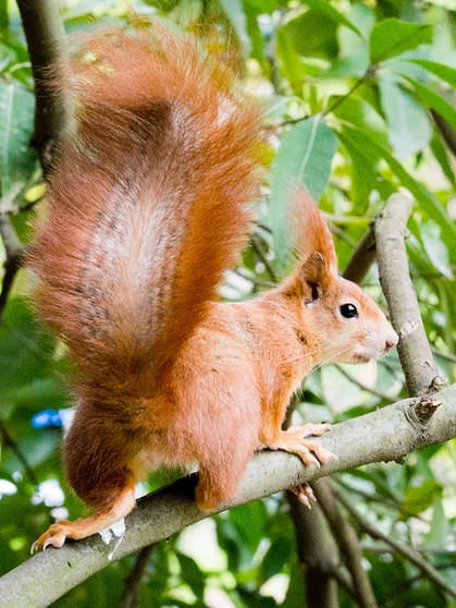 Rote Eichhörnchen mit Ohrpinsel in Aktion: Der buschige Schwanz dient der Balance | Bild: picture-alliance/dpa