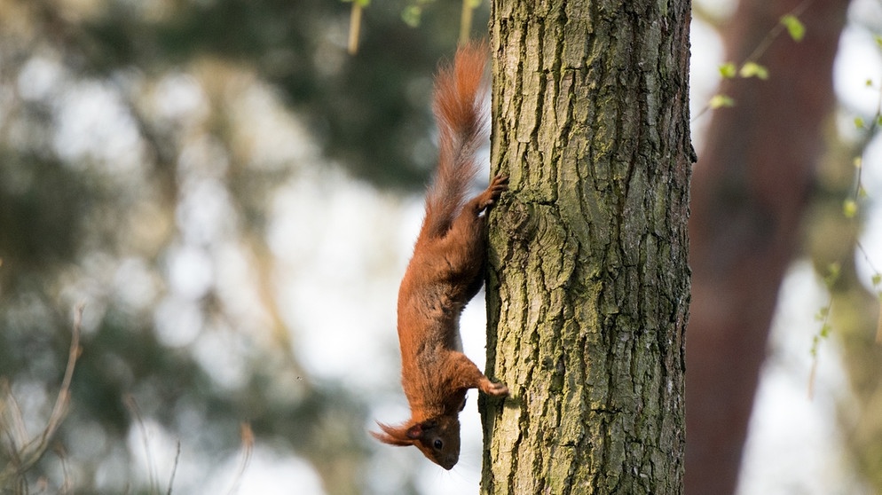 Rote Eichhörnchen mit Ohrpinsel in Aktion: Kopfüber den Baumstamm nach unten | Bild: picture-alliance/dpa