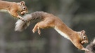 Ein Eichhörnchen im Sprung (Serienaufnahme). Eichhörnchen lernen schnell, jeden Sprung und seine Risiken einzuschätzen und mit gekonnten Manövern Fehler auszugleichen. | Bild: picture alliance / imageBROKER / Patrick Frischknecht