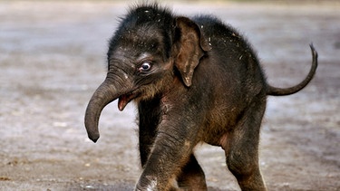 Elefantenbaby | Bild: picture-alliance/dpa