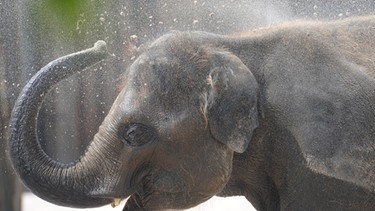 Ein junger asiatischer Elefantenbulle streut mit seinem Rüssel Sand auf seinen Rücken. | Bild: picture-alliance/dpa