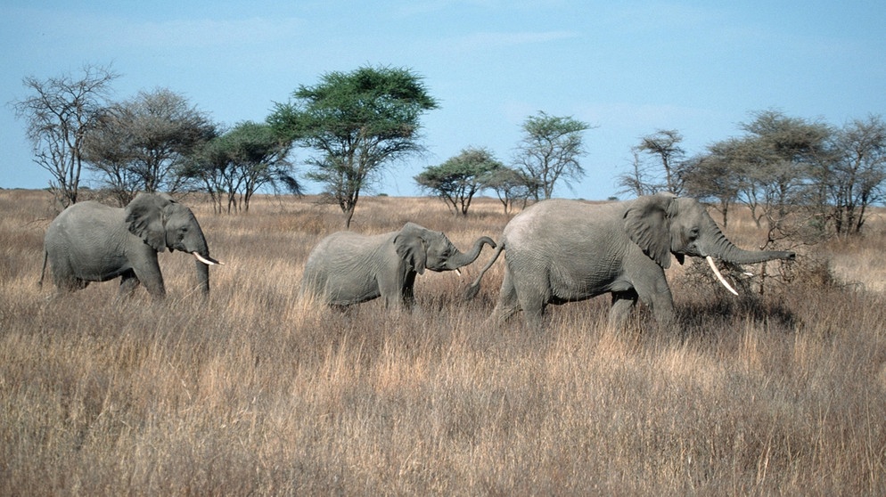 Elefanten in der Serengeti | Bild: picture-alliance/dpa