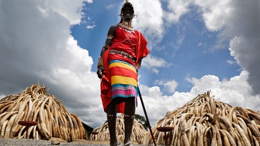 Ein Massai steht vor beschlagnahmtem Elfenbein im Nairobi-Nationalpark in Kenia. | Bild: Daniel Irungu/dpa-Bildfunk