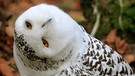 Eine Schneeeule zeigt, wie weit Eulen ihren Kopf verdrehen können. | Bild: picture alliance/blickwinkel/W. Layer