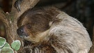 Ein Faultierbaby schläft an einen Ast gekuschelt. Faultiere sind nicht faul, sie sind nur langsam. Weil sie sich größtenteils von Blättern ernähren, haben Faultiere nicht so viel Energie zur Verfügung wie andere Tiere. Wir haben wissenswerte Fakten und tolle Faultier-Fotos in einem Steckbrief gesammelt. | Bild: picture-alliance/dpa