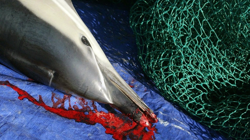 Bei manchen Fischfangmethoden landen besonders viele Tiere als Beifang im Netz. Dieser Delfin hat sich in einem Fischernetz verfangen. | Bild: picture-alliance/dpa