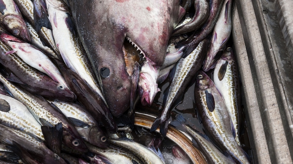 Bei manchen Fischfangmethoden landen besonders viele Tiere als Beifang im Netz. Hier endete ein Hai als Beifang. | Bild: picture alliance / Christoph Mohr
