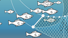 Bei manchen Fischfangmethoden landen besonders viele Tiere als Beifang im Netz. Infografik: Pelagisches Netz | Bild: BR/Henrik Ullmann
