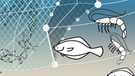 Bei manchen Fischfangmethoden landen besonders viele Tiere als Beifang im Netz. Infografik: Grundschleppnetz | Bild: BR/Henrik Ullmann