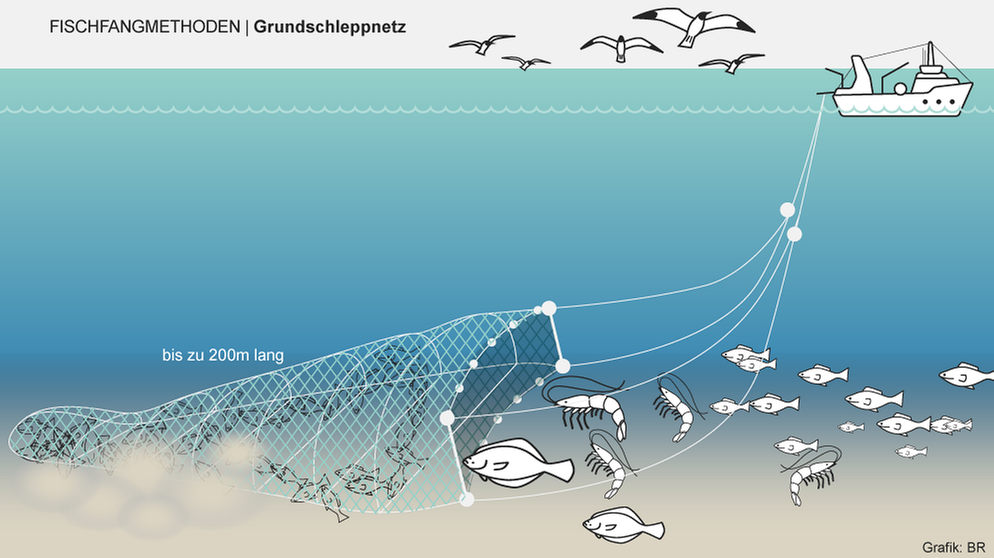 Bei manchen Fischfangmethoden landen besonders viele Tiere als Beifang im Netz. Infografik: Grundschleppnetz | Bild: BR/Henrik Ullmann
