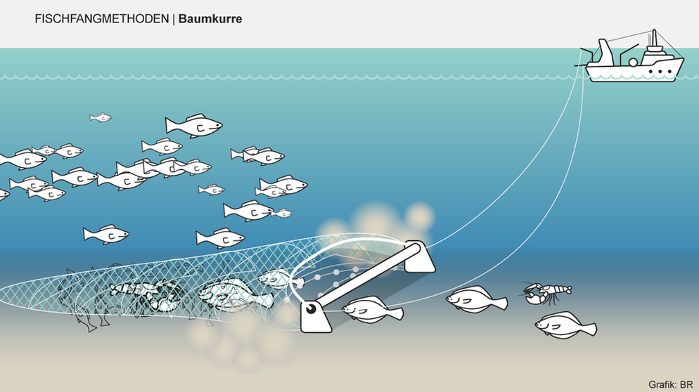 Bei manchen Fischfangmethoden landen besonders viele Tiere als Beifang im Netz. Andere Methoden - wie die Baumkurren - schädigen den Meeresboden. Infografik: Baumkurren | Bild: BR/Henrik Ullmann