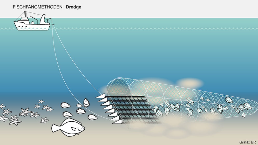 Bei manchen Fischfangmethoden landen besonders viele Tiere als Beifang im Netz. Infografik: Dredge | Bild: BR/Henrik Ullmann